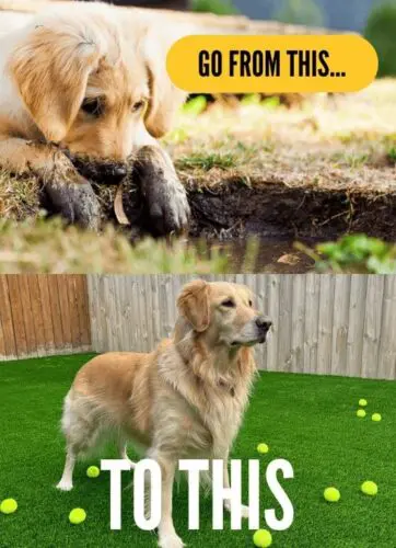Golden retriever transitioning from muddy outdoor area to pristine synthetic pet turf, highlighting benefits of Sportzturf's premium installation services.