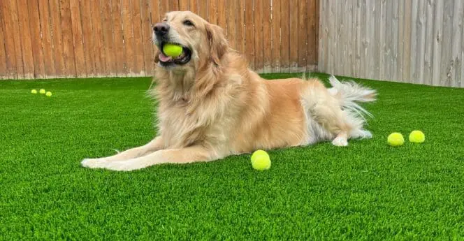 nebraska artificial pet turf