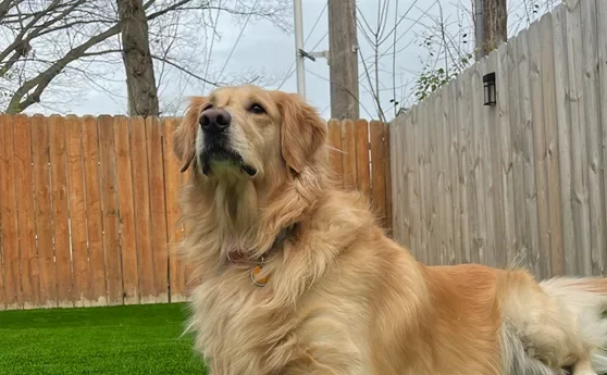 dog on artificial turf in michigan